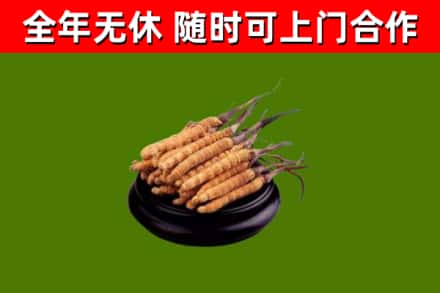 巴彦淖尔烟酒回收冬虫夏草.jpg